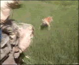 Gif animé tigre
